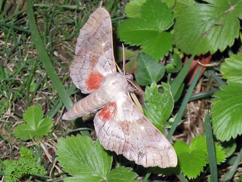 Laothoe populi (Sphingidae)